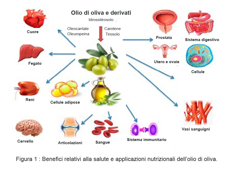 Olio di oliva e colesterolo Olio evo e colesterolo